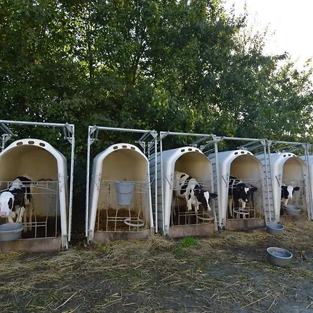 In Saint-clement Near The Sea Osmanville